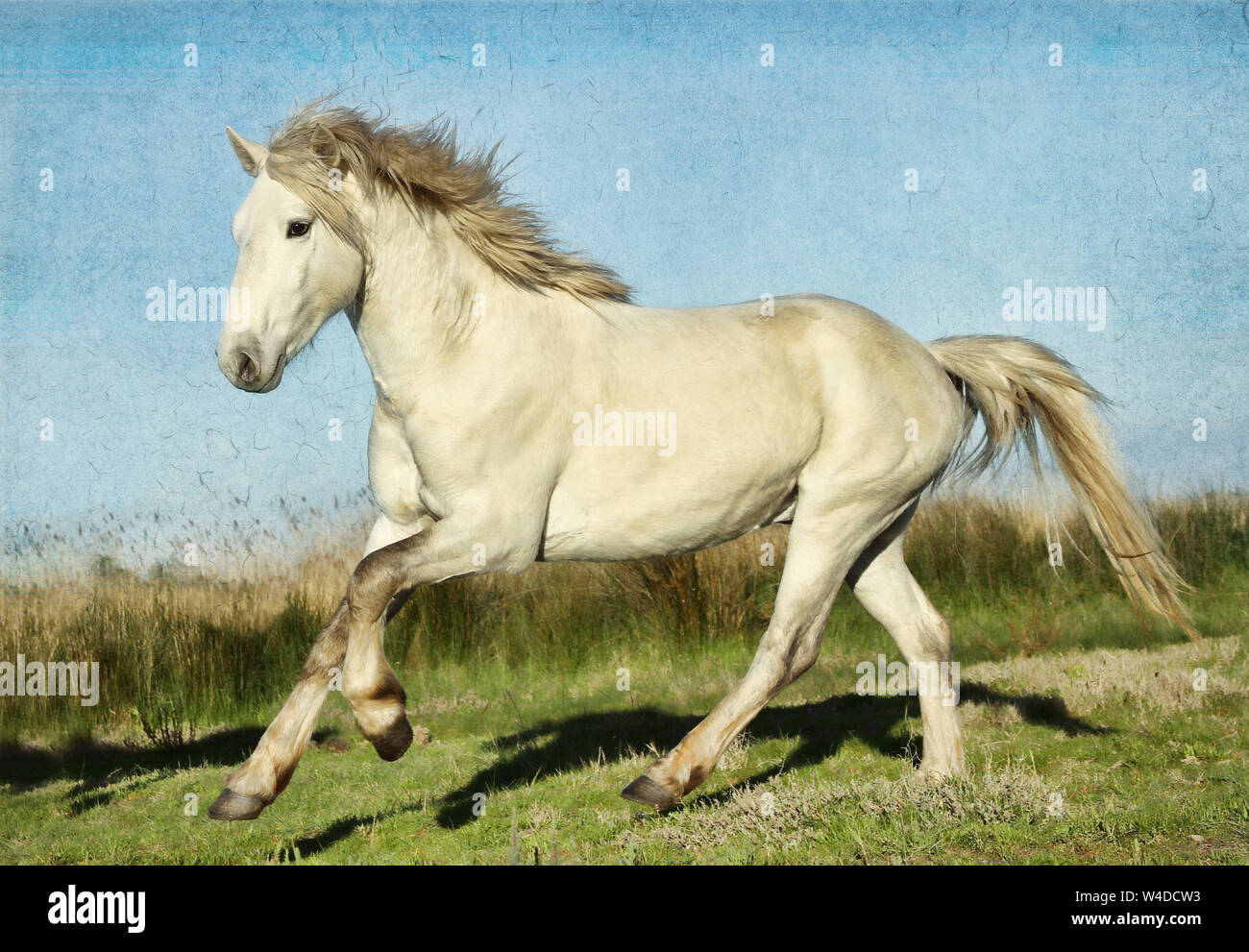 La Camargue en France est célèbre pour ses magnifiques chevaux blancs. Étonnamment, les poulains sont noir quand né et lentement devenir blanc comme ils mûrissent. Banque D'Images