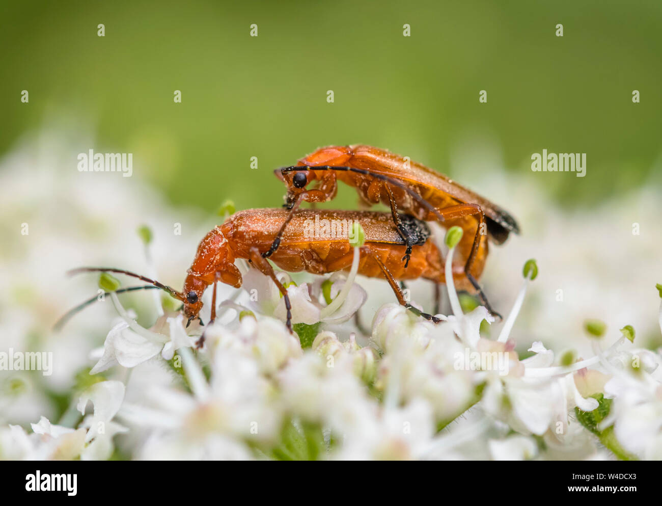 Paire de Rhagonycha fulva (Commun soldat Rouge de coléoptères, Bloodsucker & corrections stupides Berce du Caucase Beetle) l'accouplement en été dans le West Sussex, Angleterre, Royaume-Uni. Banque D'Images