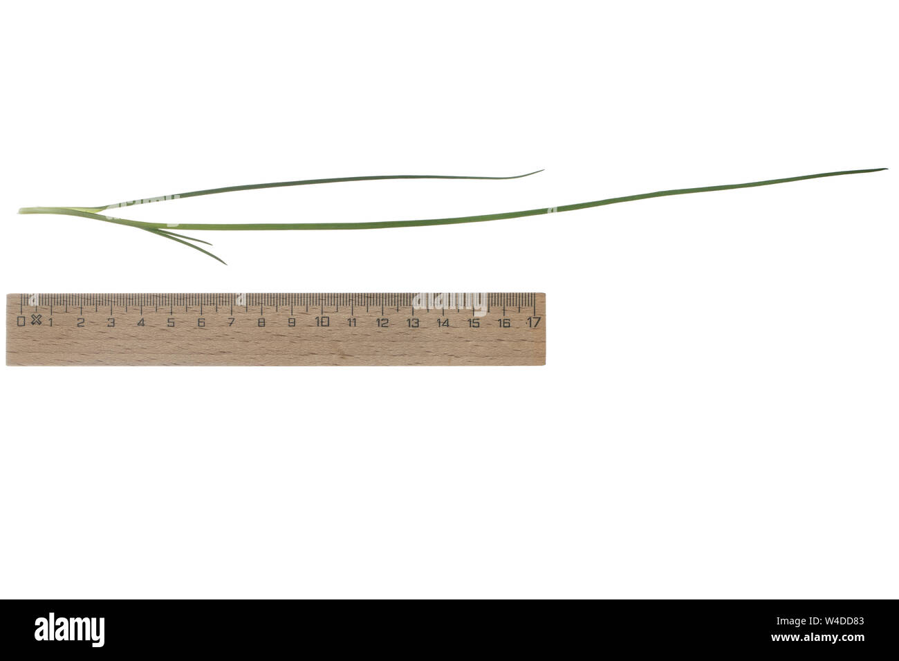 Schnittlauch, Schnitt-Lauch, Allium schoenoprasum, ciboulette, la ciboulette, la civette. Blatt, Blätter, feuille, feuilles Banque D'Images