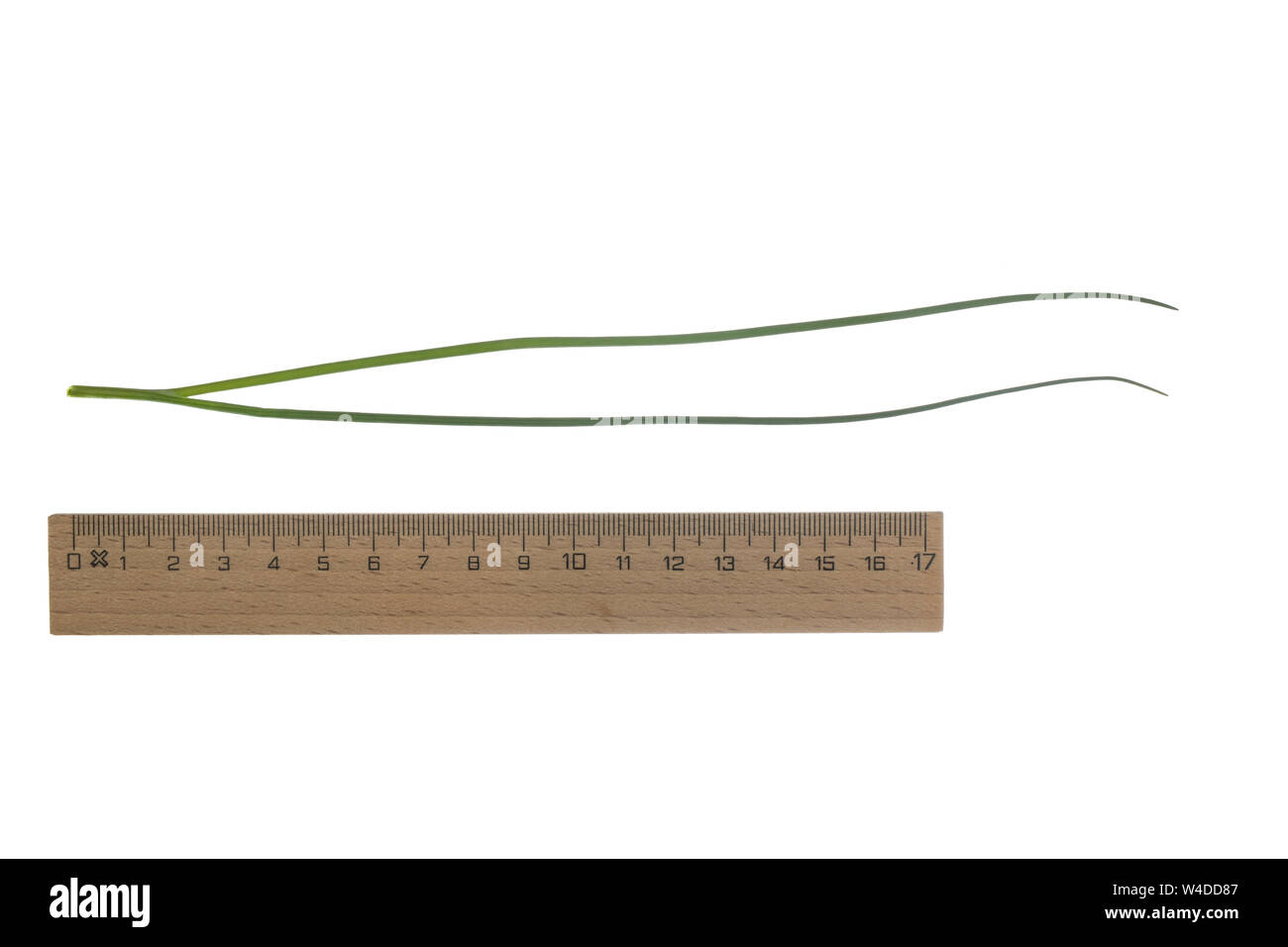 Schnittlauch, Schnitt-Lauch, Allium schoenoprasum, ciboulette, la ciboulette, la civette. Blatt, Blätter, feuille, feuilles Banque D'Images
