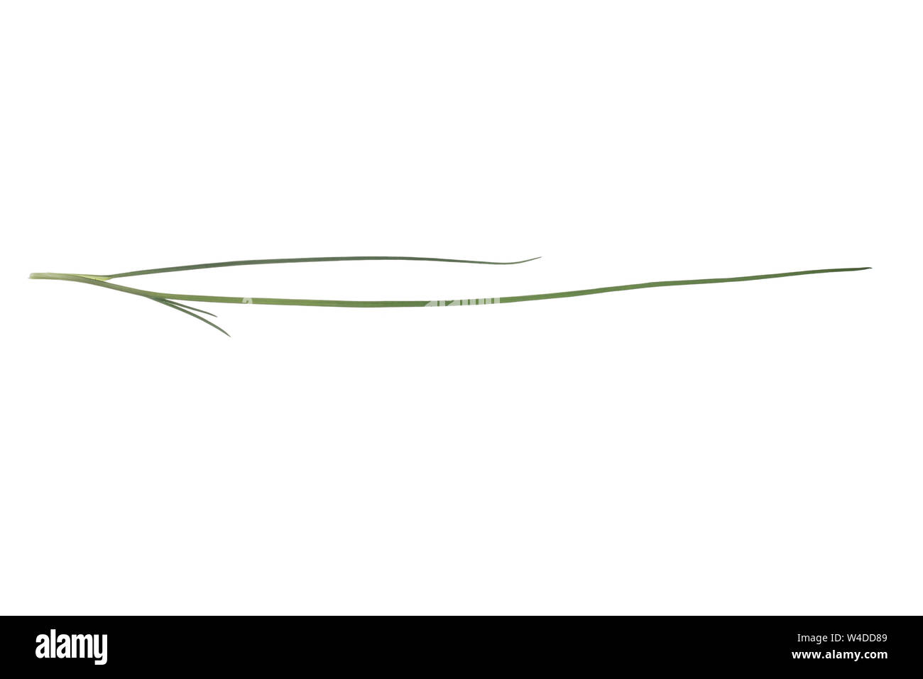 Schnittlauch, Schnitt-Lauch, Allium schoenoprasum, ciboulette, la ciboulette, la civette. Blatt, Blätter, feuille, feuilles Banque D'Images