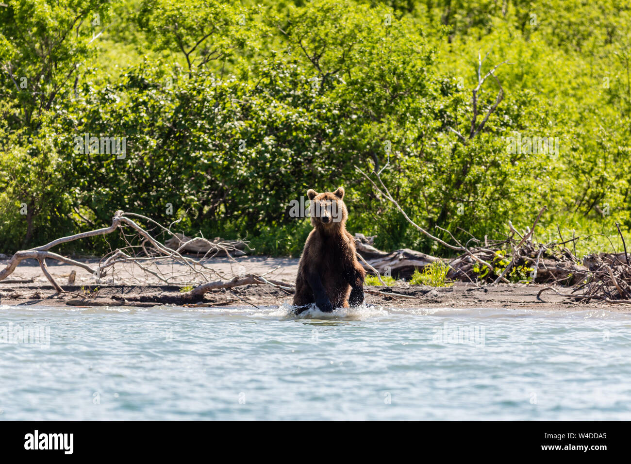 Comité permanent de l'ours brun (Ursus arctos beringianus) la pêche dans le lac Kurile. La péninsule du Kamchatka, Russie Banque D'Images