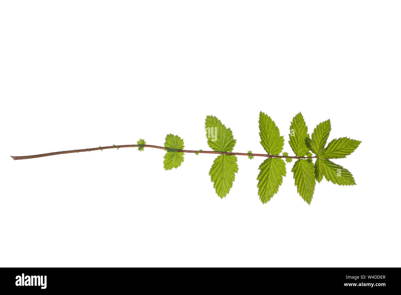 Echtes Mädesüß Mädesüß Mädesüss,,, Filipendula ulmaria, Meadow Sweet, Quenn du pré, Reine des prés. Blatt, Blätter, feuille, feuilles Banque D'Images