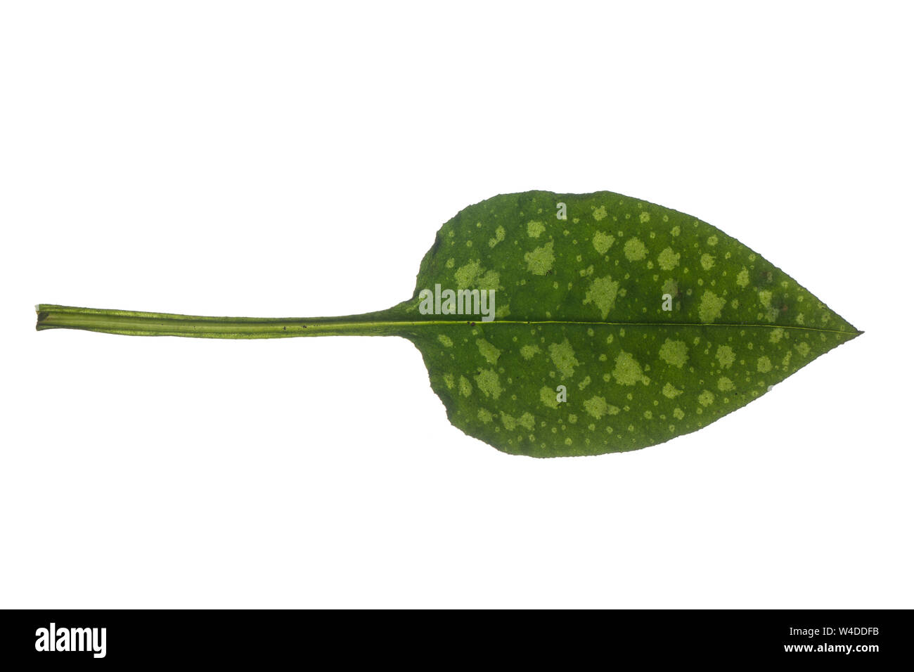 Lungenkraut Kleingeflecktes Lungenkraut Echtes, Geflecktes Lungenkraut Lungenkraut, Pulmonaria officinalis,,,, herbe, herbe commune, Mary's tears, Banque D'Images