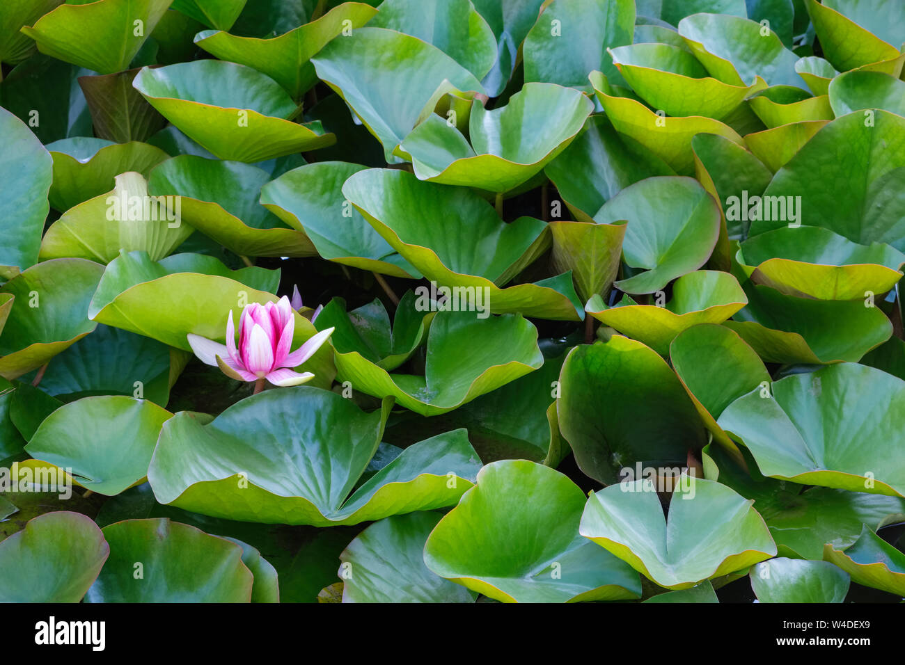 Nymphes de l'eau lily et feuilles vertes. Banque D'Images