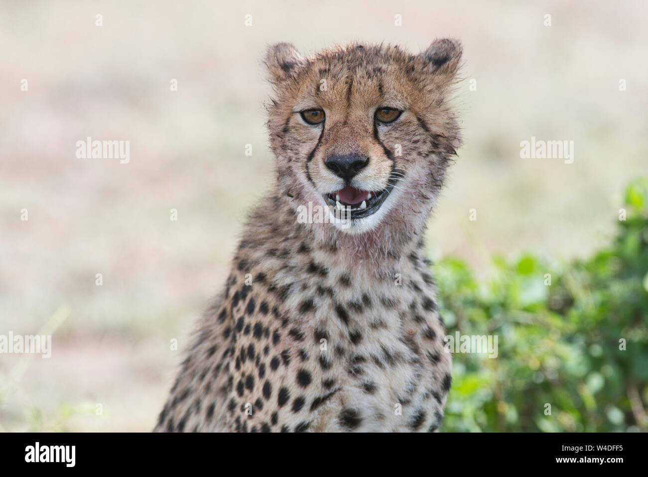 Juvenile Guépard (Acinonyx jubatus), environ 9 à 12 mois Banque D'Images