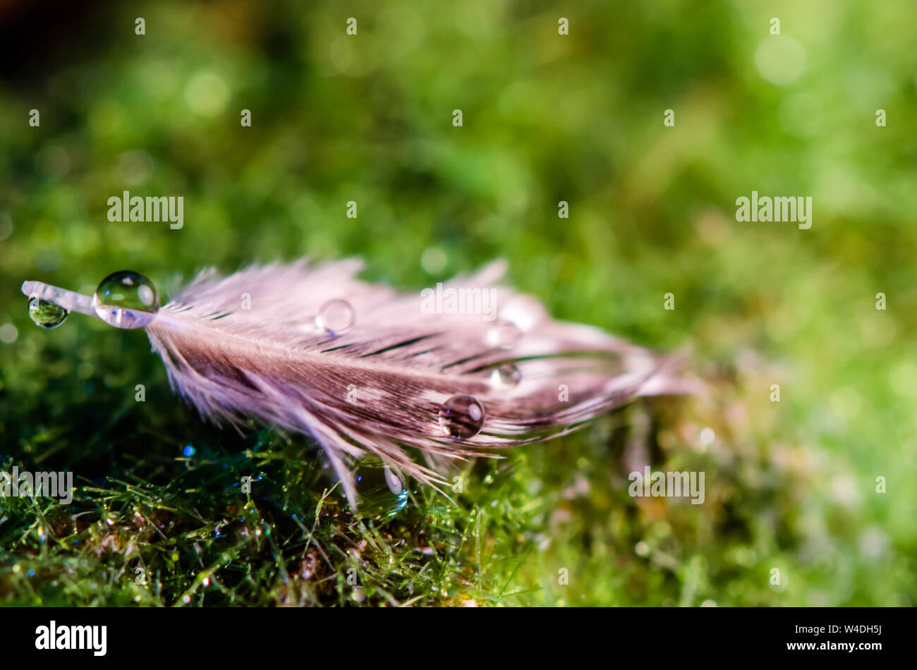Feather se trouve sur mousse verte macro Banque D'Images