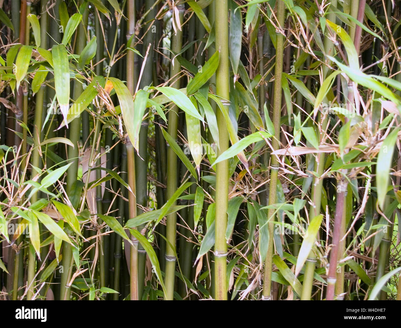 Phyllostachys aureosulcata spectabilis : cannes de bambou, le Futuroscope, la Vienne, Nouvelle-Aquitaine, France Banque D'Images