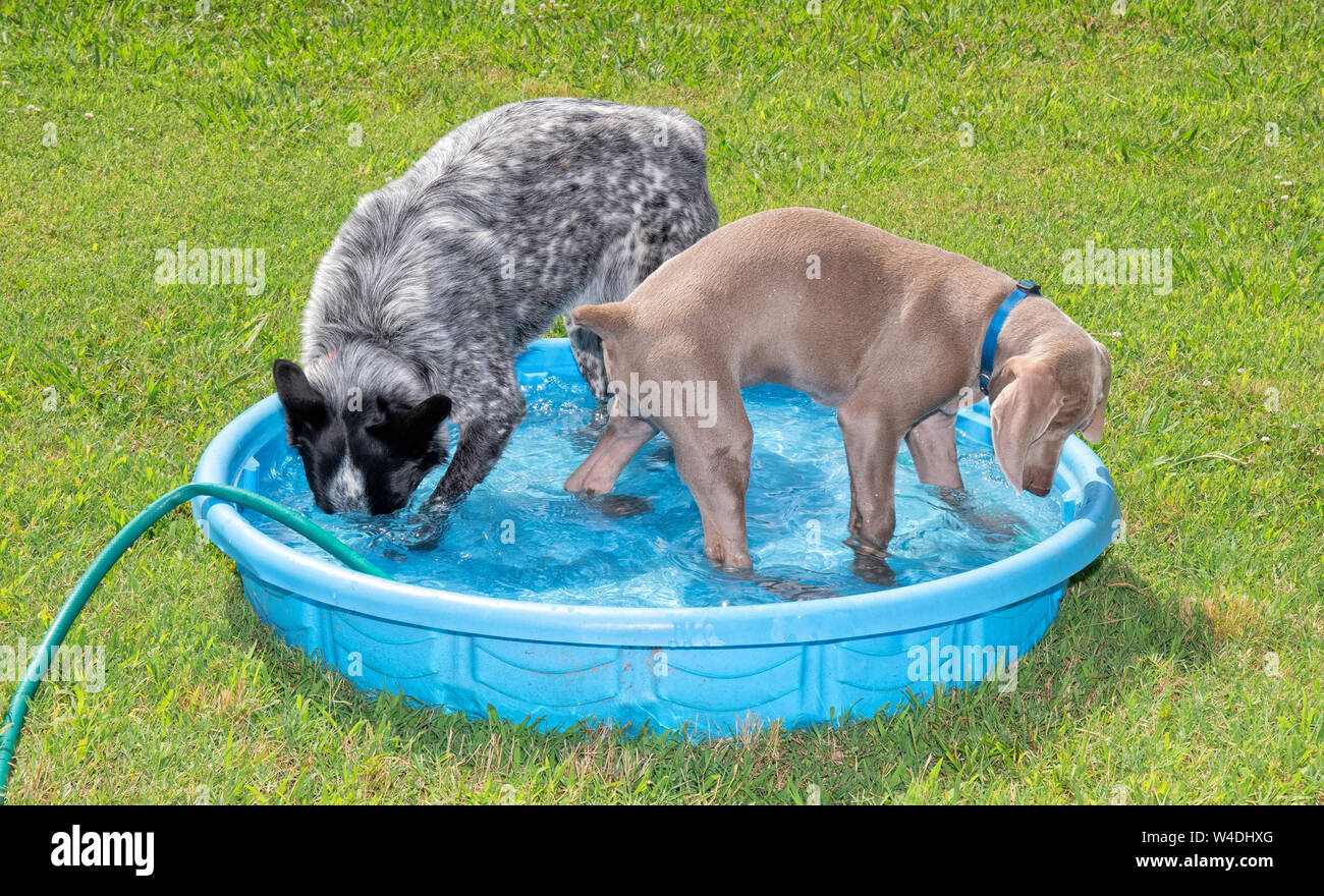 Deux chiens jouant dans une piscine pour enfants, d'une plongée la tête sous l'eau, l'autre regardant les éclaboussures ; les deux se refroidir sur une chaude journée Banque D'Images