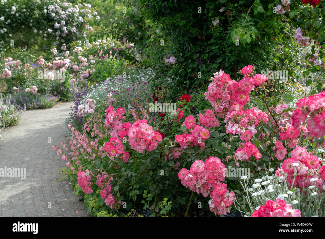 Jardin de roses en été à RHS Rosemoor gardens, Great Torrington, Devon, Angleterre Banque D'Images