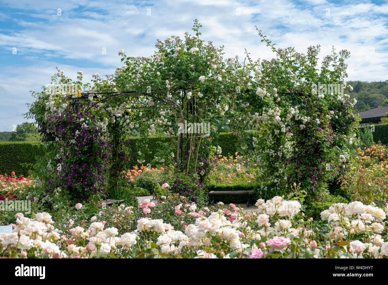 Jardin de roses en été à RHS Rosemoor gardens, Great Torrington, Devon, Angleterre Banque D'Images