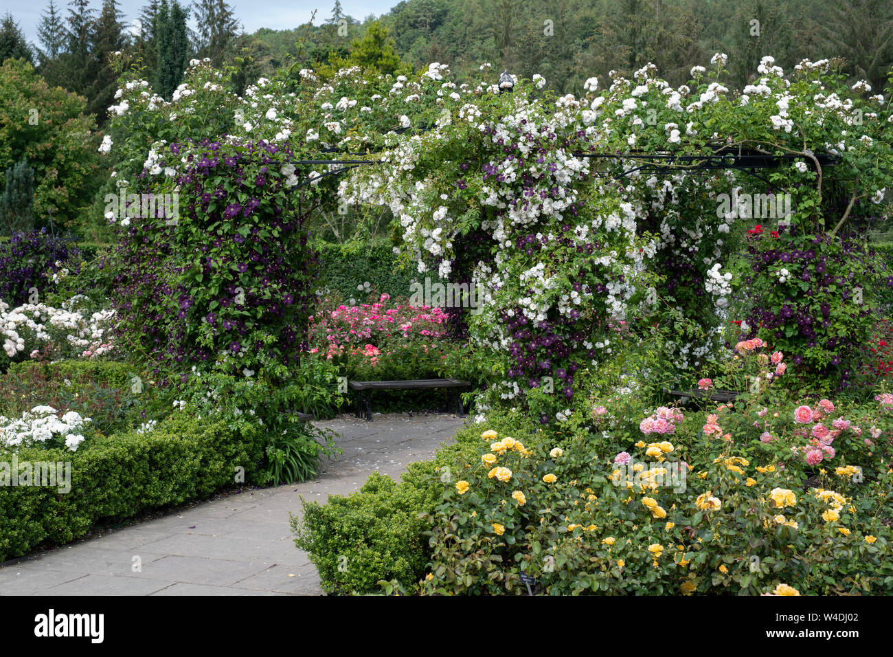 Jardin de roses en été à RHS Rosemoor gardens, Great Torrington, Devon, Angleterre Banque D'Images