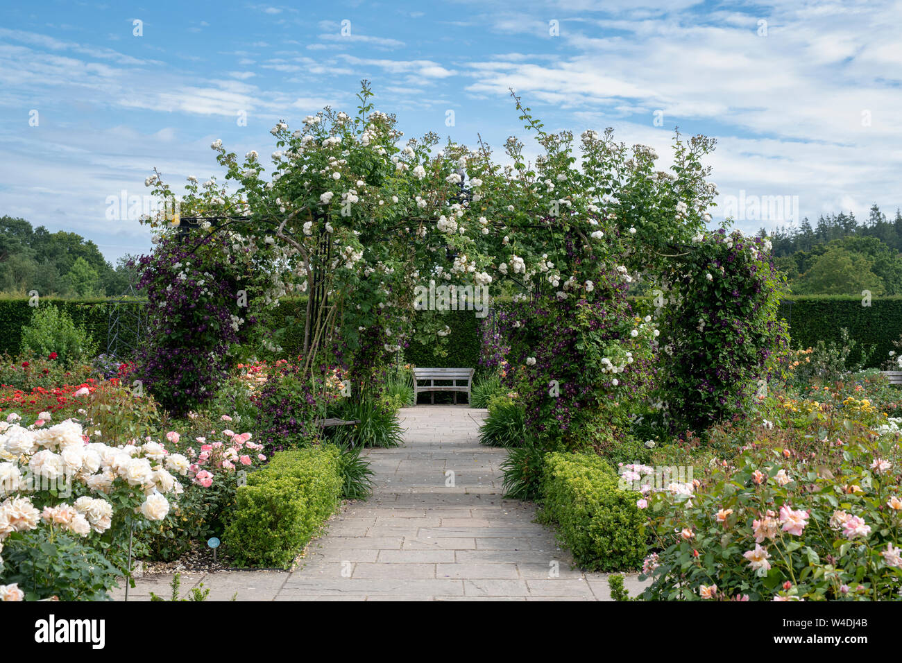 Jardin de roses en été à RHS Rosemoor gardens, Great Torrington, Devon, Angleterre Banque D'Images