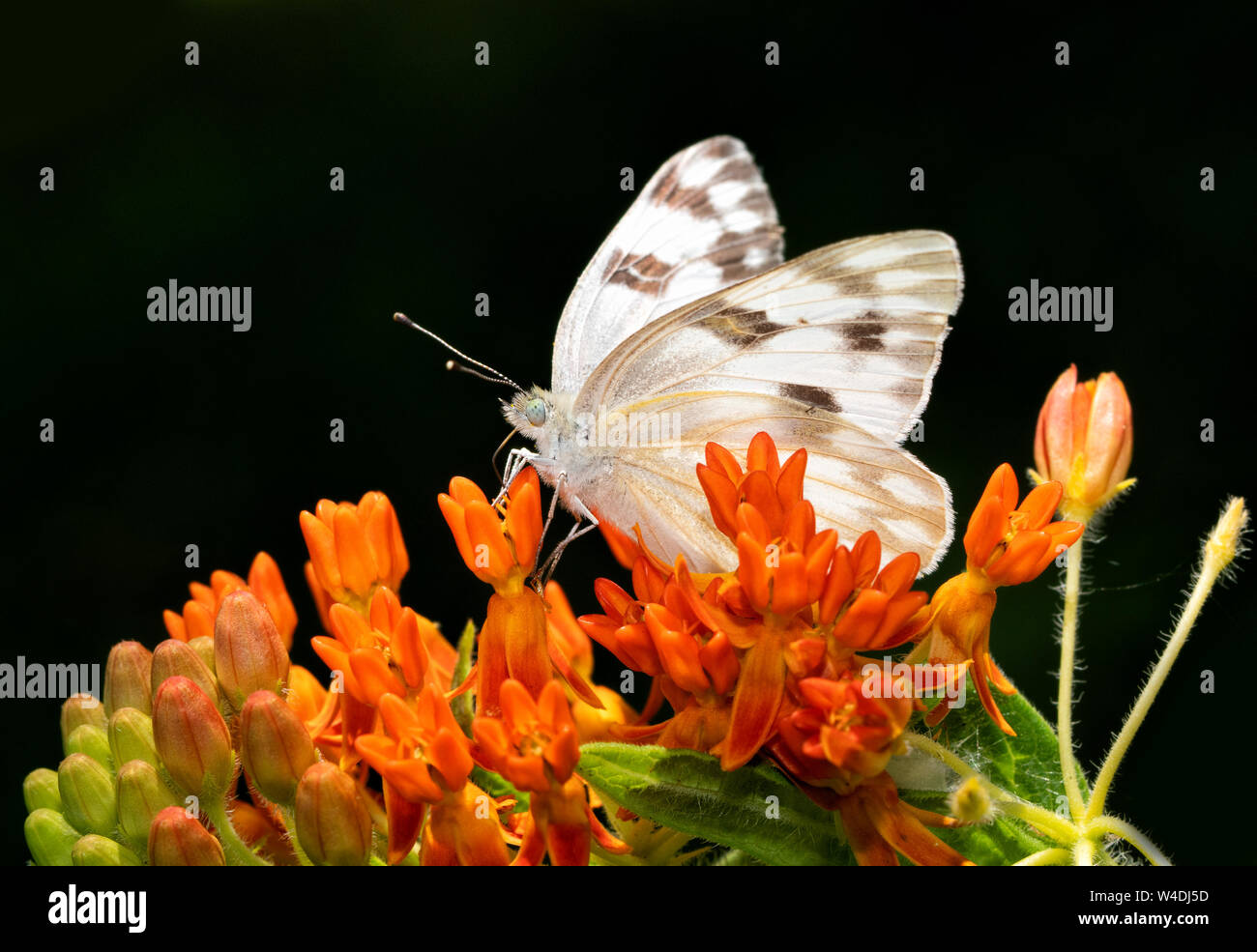 Beau papillon blanc à carreaux sur Butterflyweed orange vif sur un fond  sombre fleurs Photo Stock - Alamy