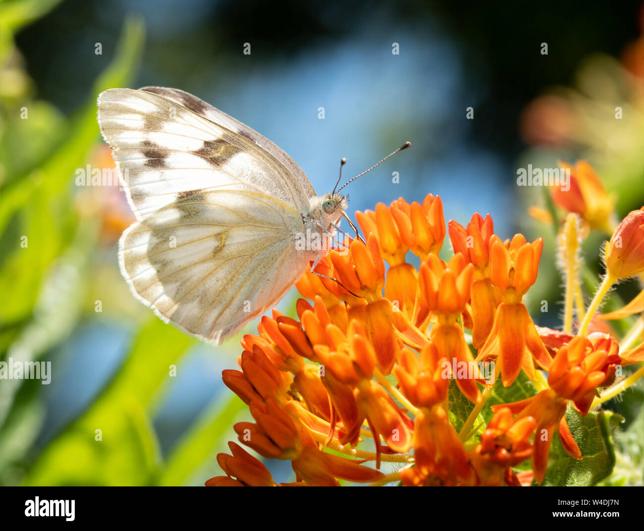 Vue ventrale d'un papillon blanc à carreaux de boire le nectar des fleurs d'Asclépiade orange Banque D'Images