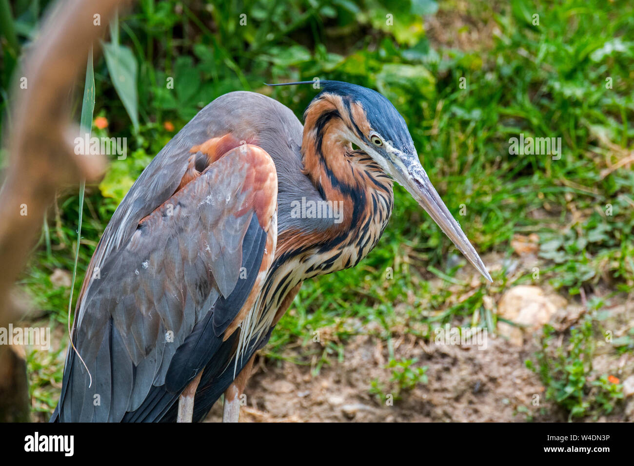 Héron pourpré (Ardea purpurea) indigènes de l'Afrique, l'Europe et l'Asie Banque D'Images