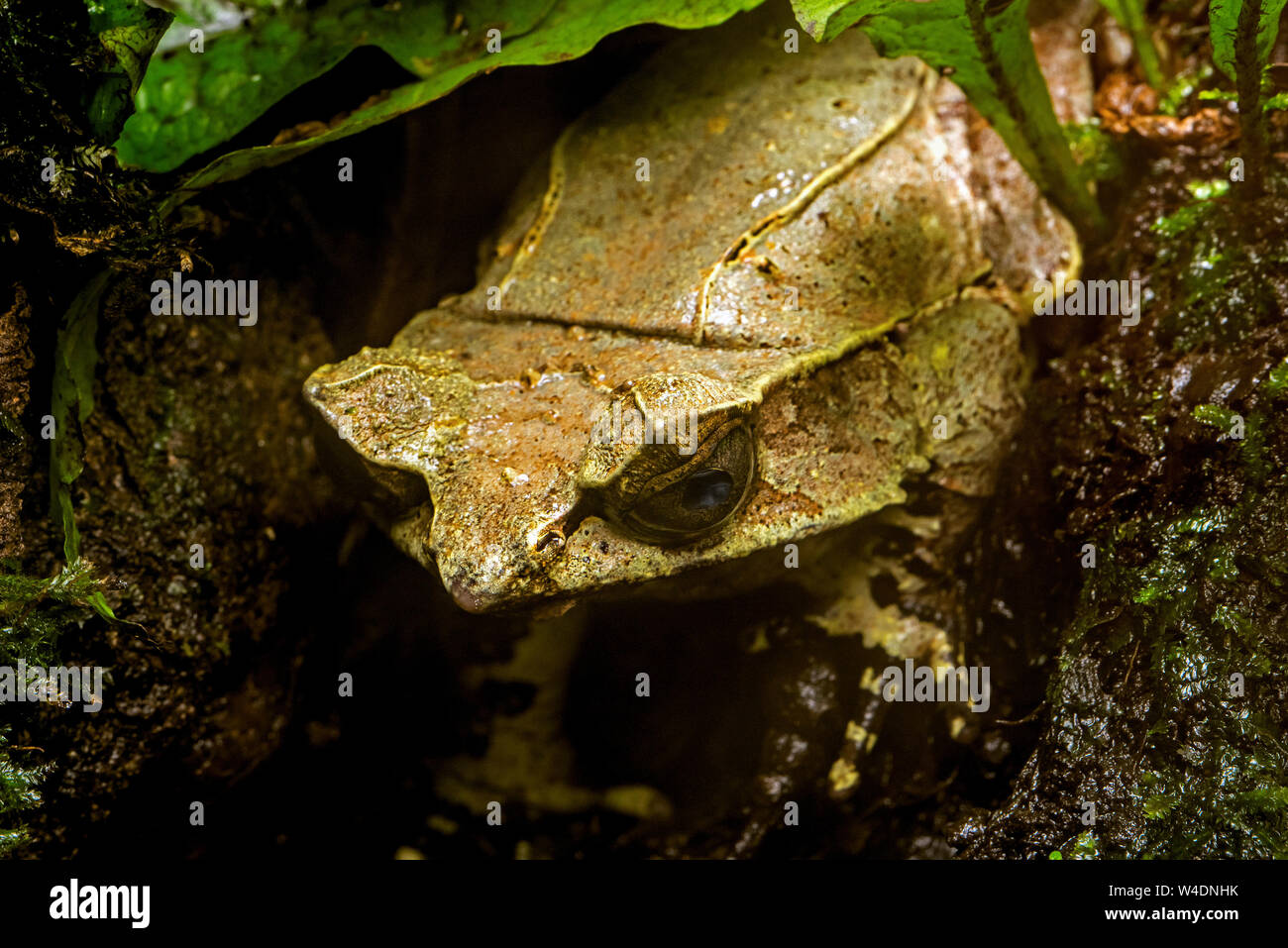 La grenouille cornue bec long / Malayan horned frog / Malayan leaf frog (Megophrys nasuta) originaire de forêts tropicales en Thaïlande, Malaisie, Singapour, Sumatra un Banque D'Images