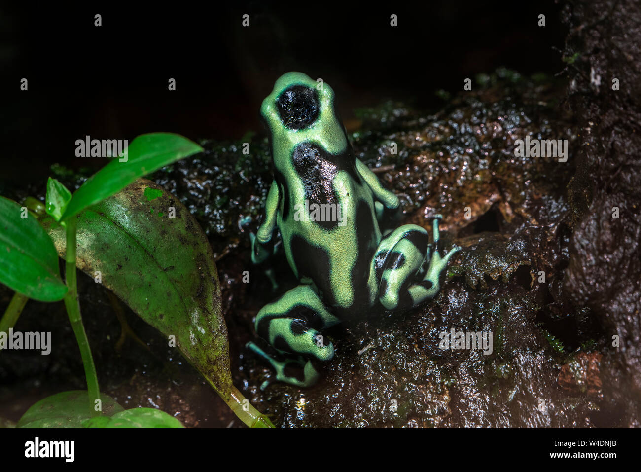 Vert-et-black poison dart frog / vert et noir poison arrow frog (Dendrobates auratus auratus Phyllobates /) originaire d'Amérique centrale et du Sud Banque D'Images