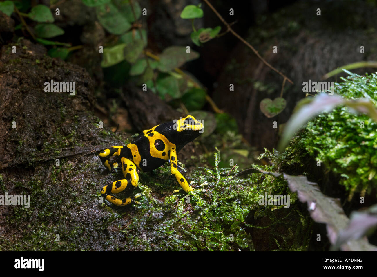À bandes jaunes poison dart frog à tête jaune / poison dart frog / poison bourdon (Dendrobates leucomelas) grenouille originaire d'Amérique du Sud Banque D'Images