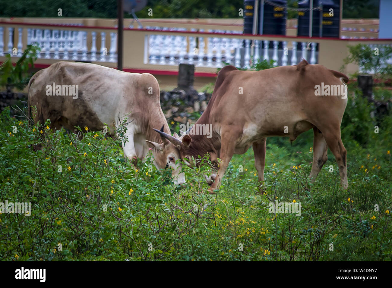 Deux corridas en zone rurale- Tamilnadu Banque D'Images