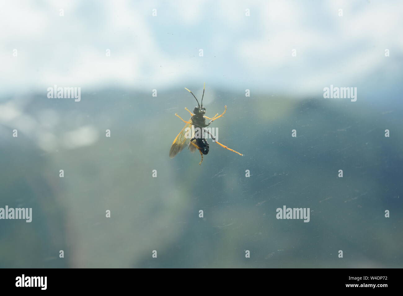 Fenêtre d'insectes, Glacier Express, Suisse Banque D'Images