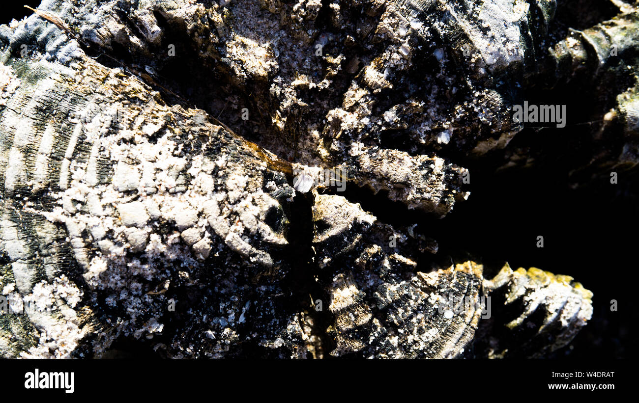 Libre d'un brise-lames en bois Banque D'Images