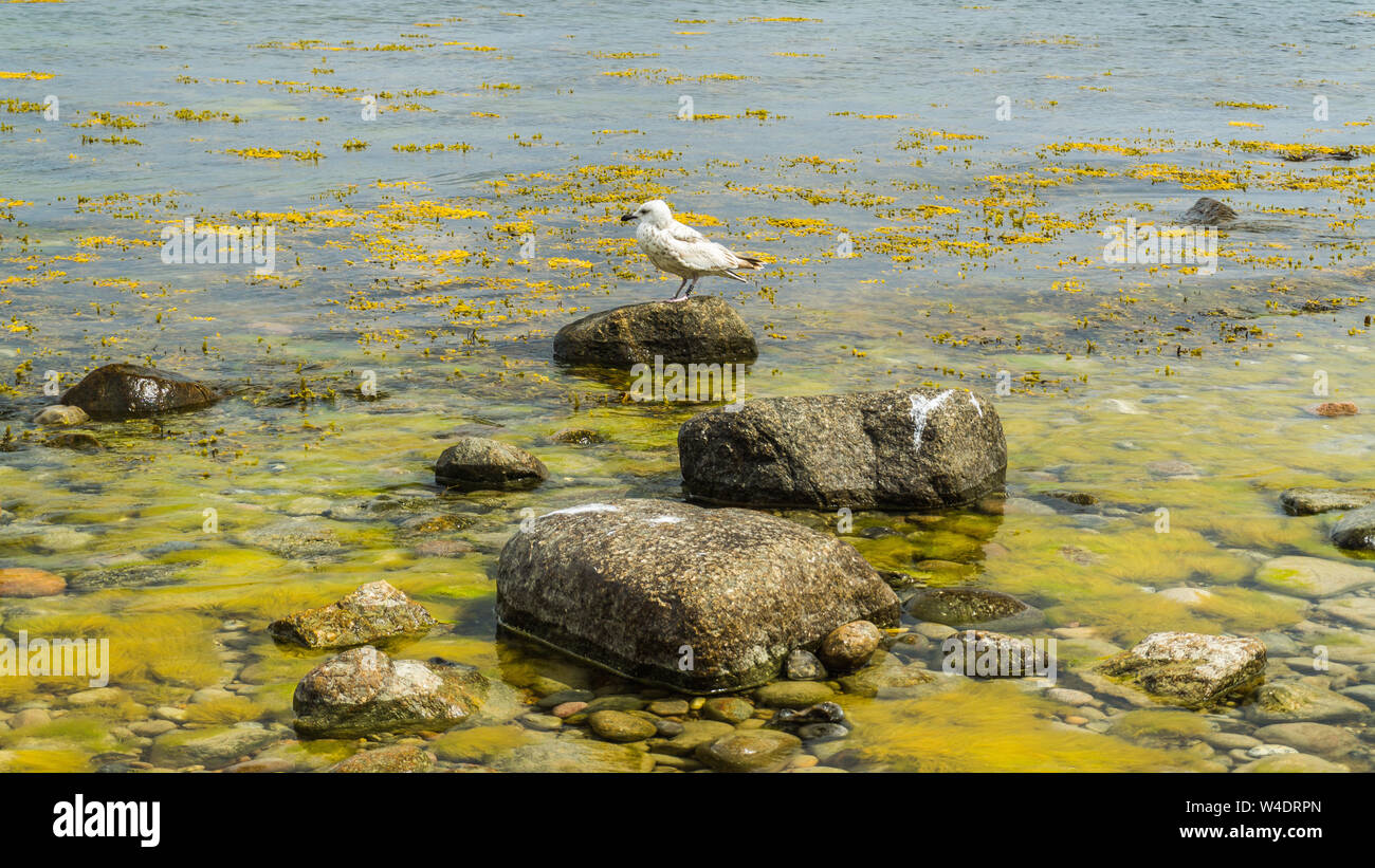 Pierre avec mouette Banque D'Images