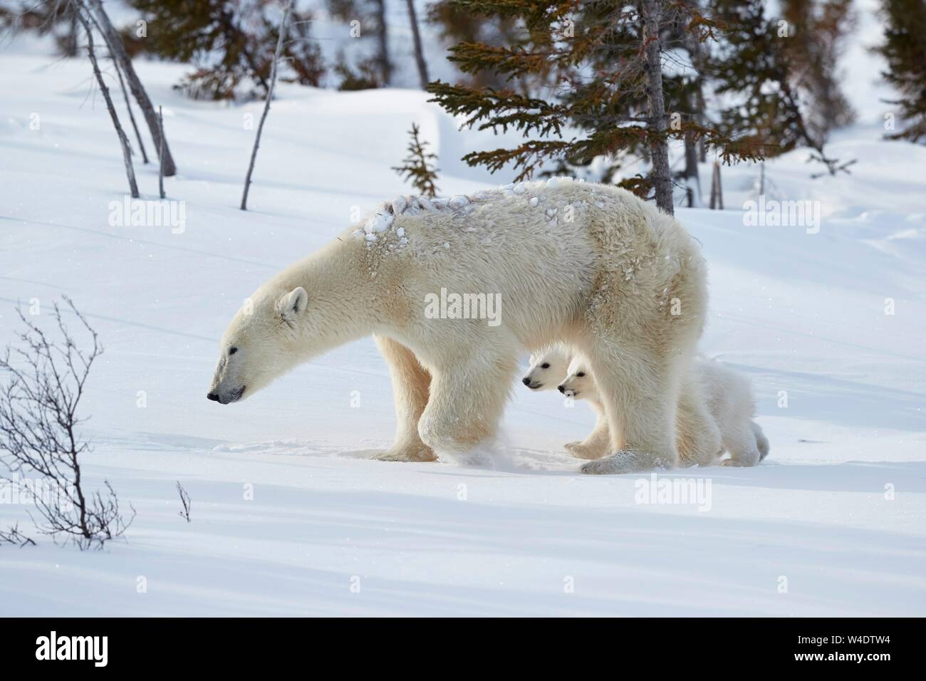 L'ours polaire (Ursus maritimus), mère de deux des animaux nouveau-nés en cours d'exécution dans la neige, Parc National de Wapusk, Manitoba, Canada Banque D'Images