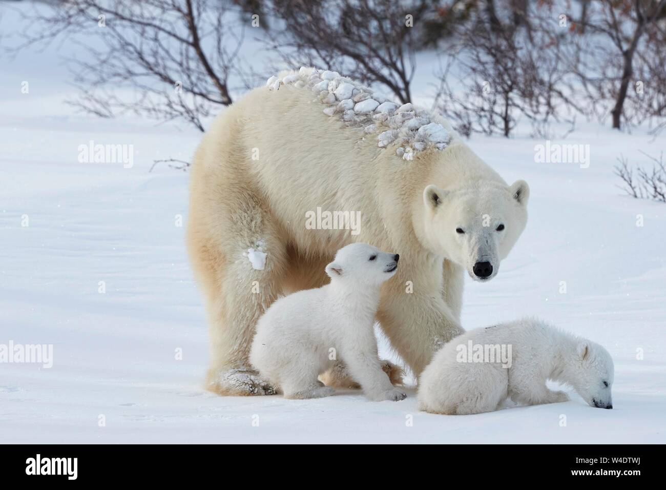L'ours polaire (Ursus maritimus), mère de deux animaux animaux nouveau-né dans la neige, Parc National de Wapusk, Manitoba, Canada Banque D'Images