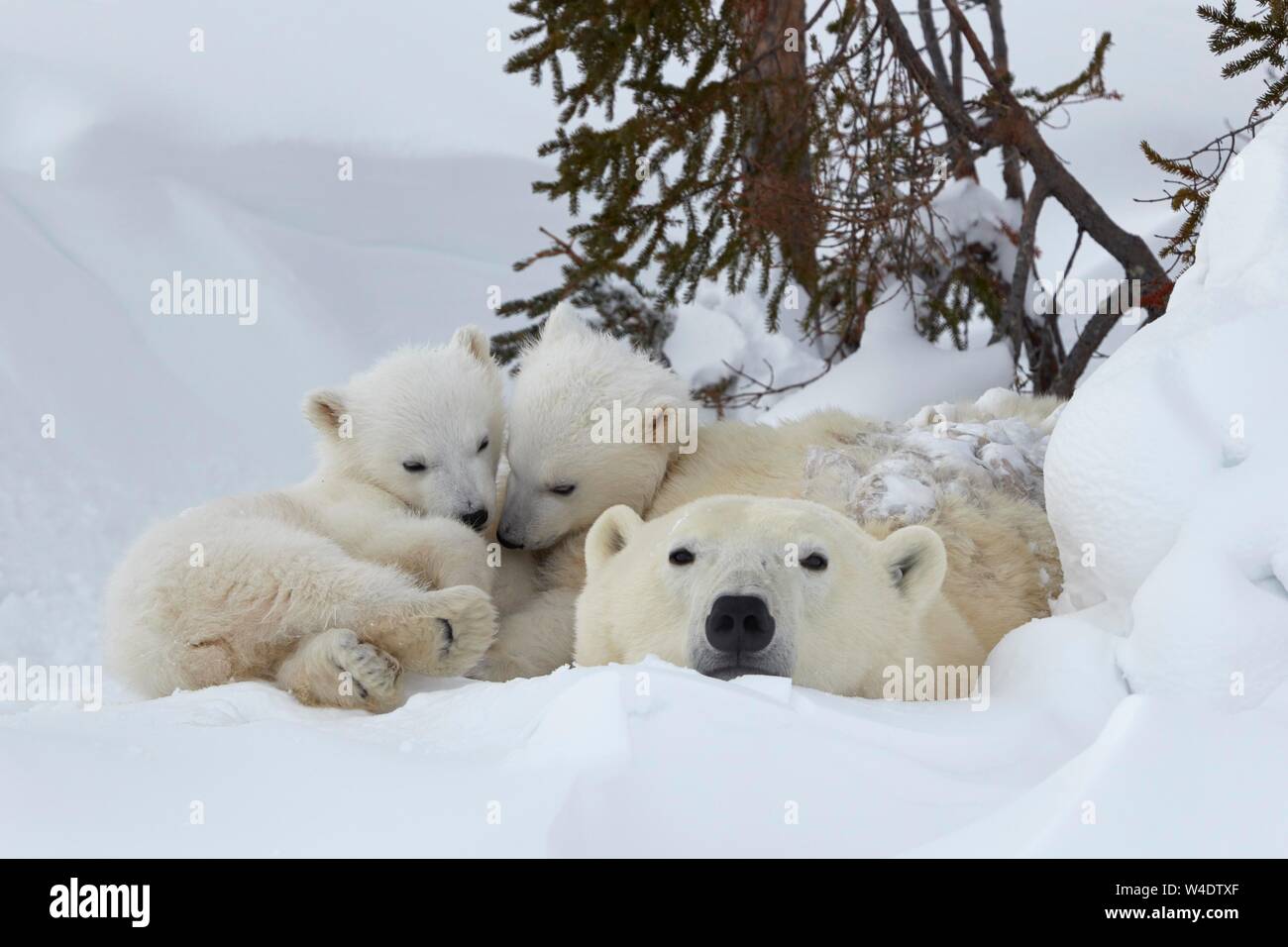 L'ours polaire (Ursus maritimus), mère de deux animaux animaux nouveau-né blotti ensemble dans la neige, Parc National de Wapusk, Manitoba, Canada Banque D'Images