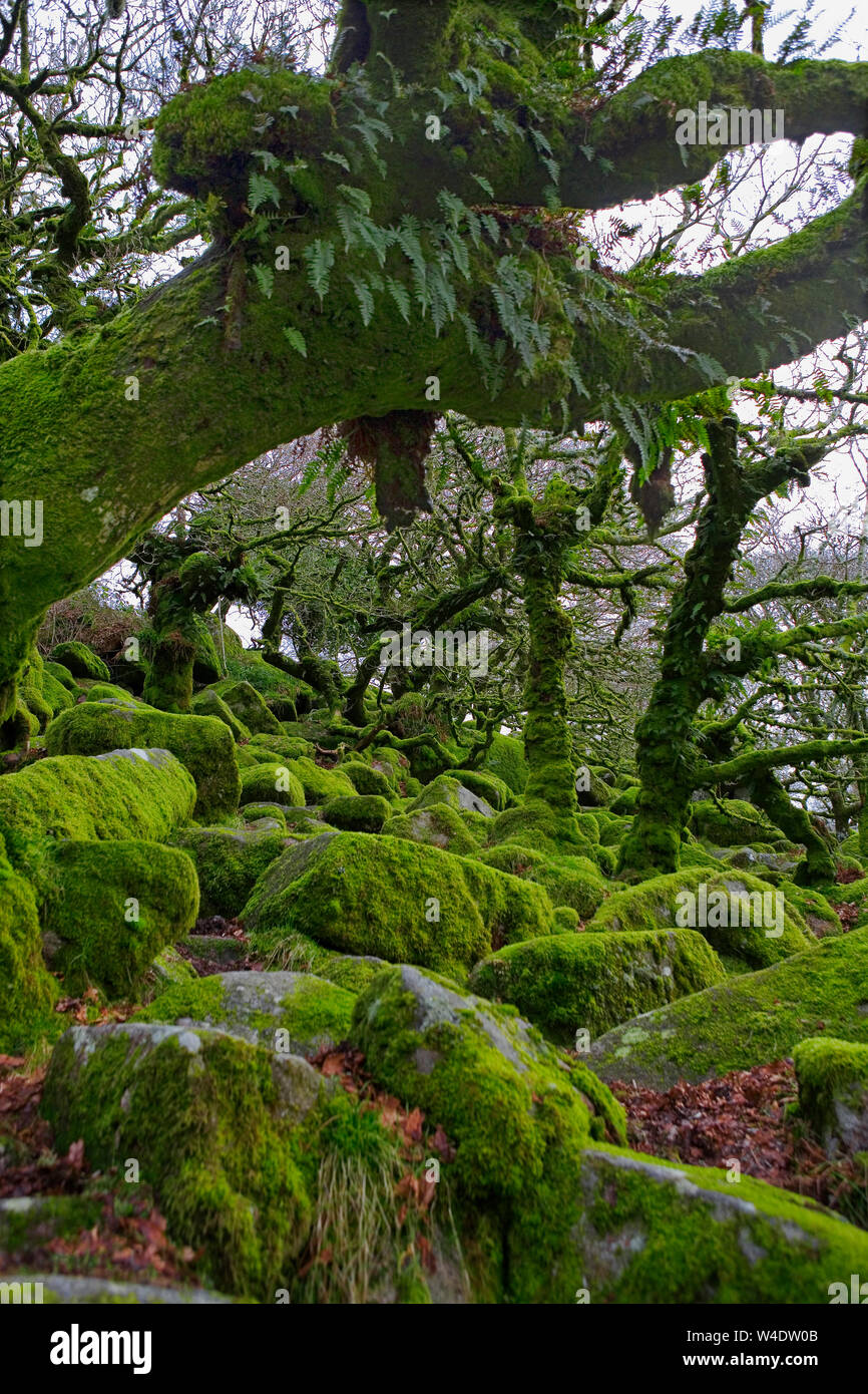 Wistman's Wood dans l'ouest de la vallée de l'EICC, Dartmoor, Devon Banque D'Images