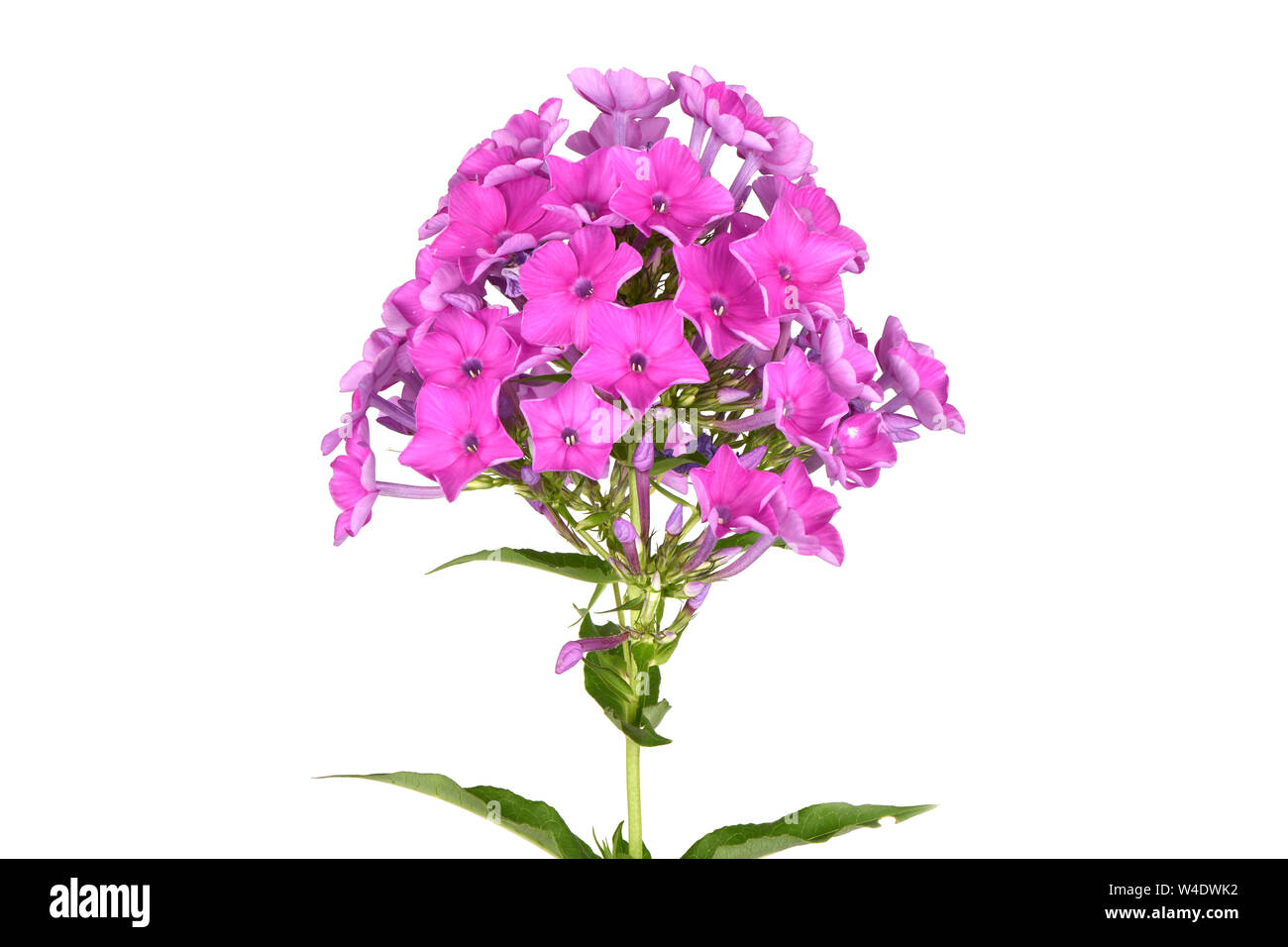Fleur violette de phlox (Phlox douglasii) Plante, isolé sur un fond blanc.  Photo haute résolution. Profondeur de champ complet Photo Stock - Alamy