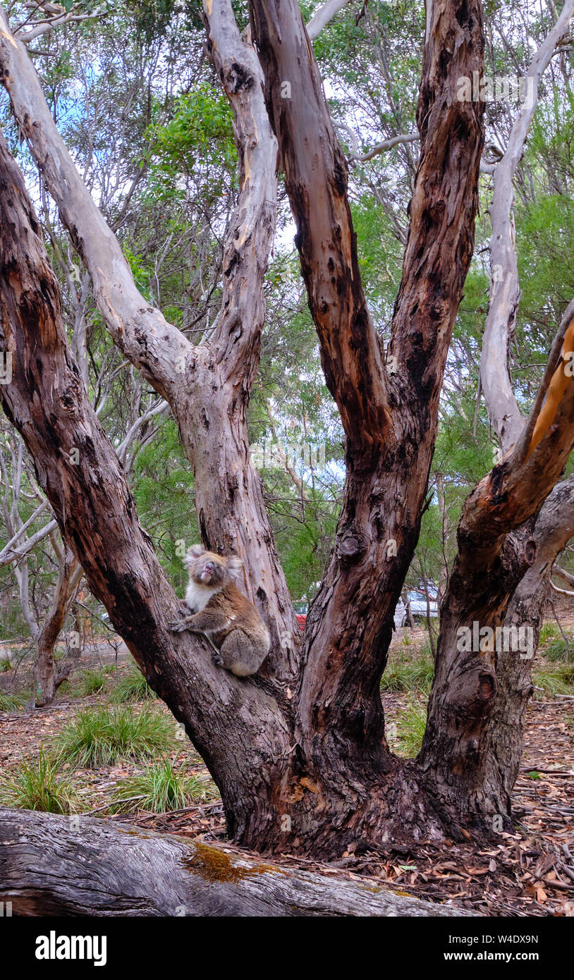 Koala faible assis sur un tronc d'arbre semble regarder rêveusement le ciel. Flinders Chase National Park, Australie du Sud Banque D'Images