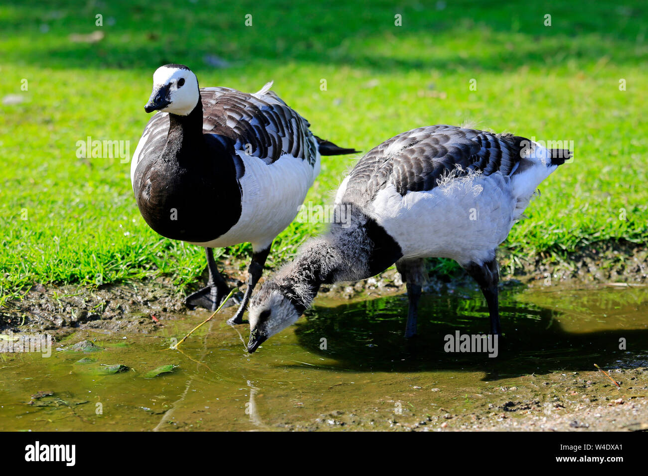 Deux oies de bernache Branta leucopsis, boire d'une flaque. Le jeune oiseau est de boire, celui des adultes la garde. Helsinki, Finlande. Banque D'Images