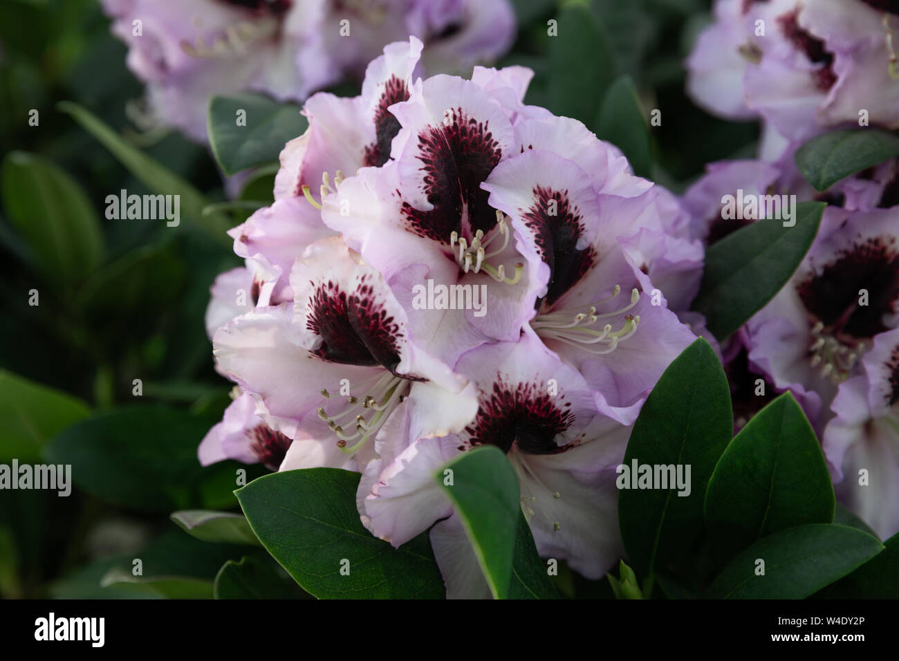 Les fleurs du printemps de l'espèce rhododendron. Belles fleurs dans le parterre de libre. Banque D'Images