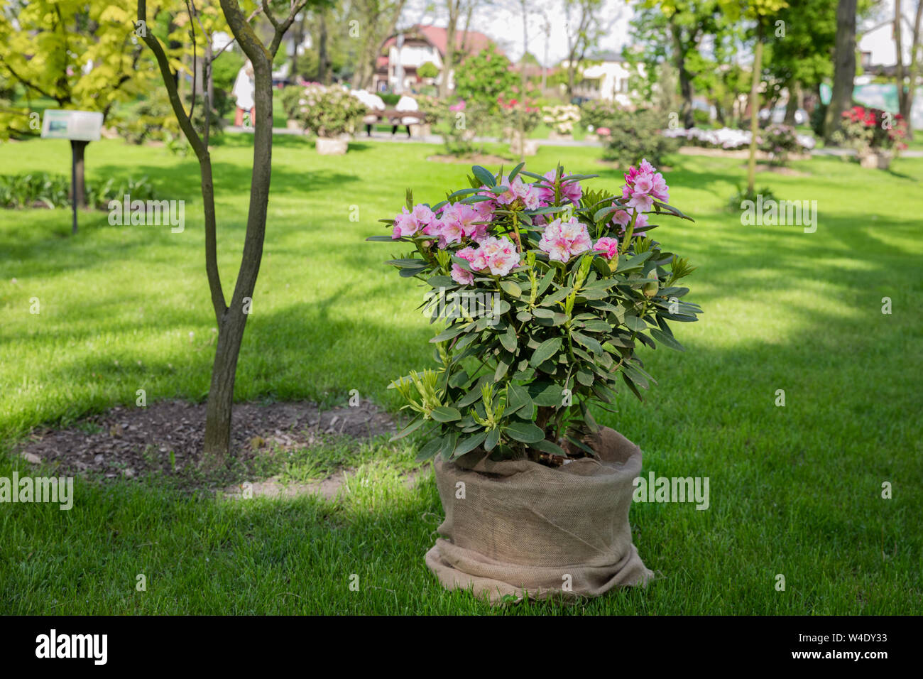 Les fleurs du printemps de l'espèce rhododendron. Les fleurs de printemps sont dans un pot décoratif dans un lit de fleur. Banque D'Images