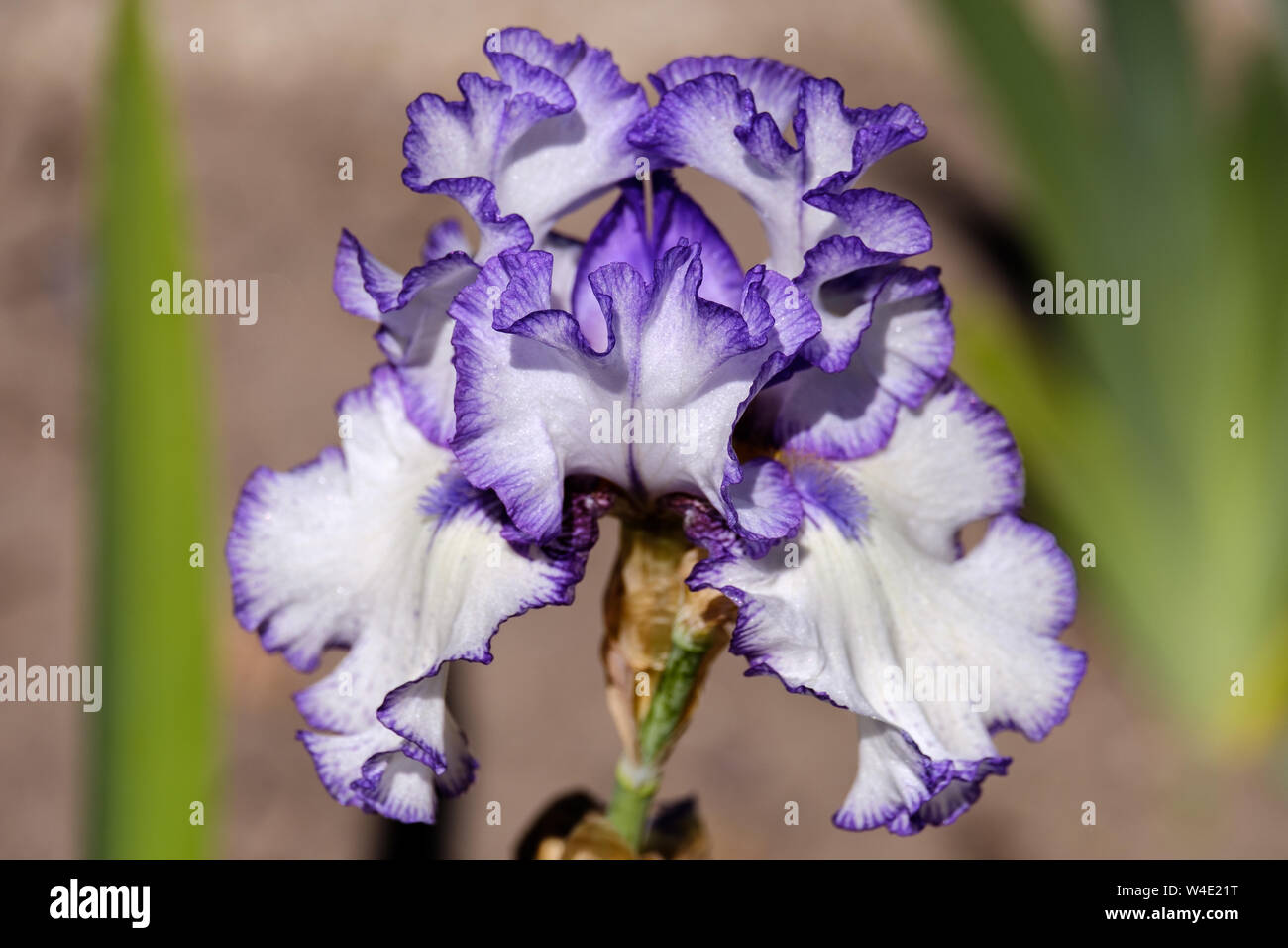 Close-up de pétales de fleurs Iris, look classique variété avec arrière-plan flou Banque D'Images