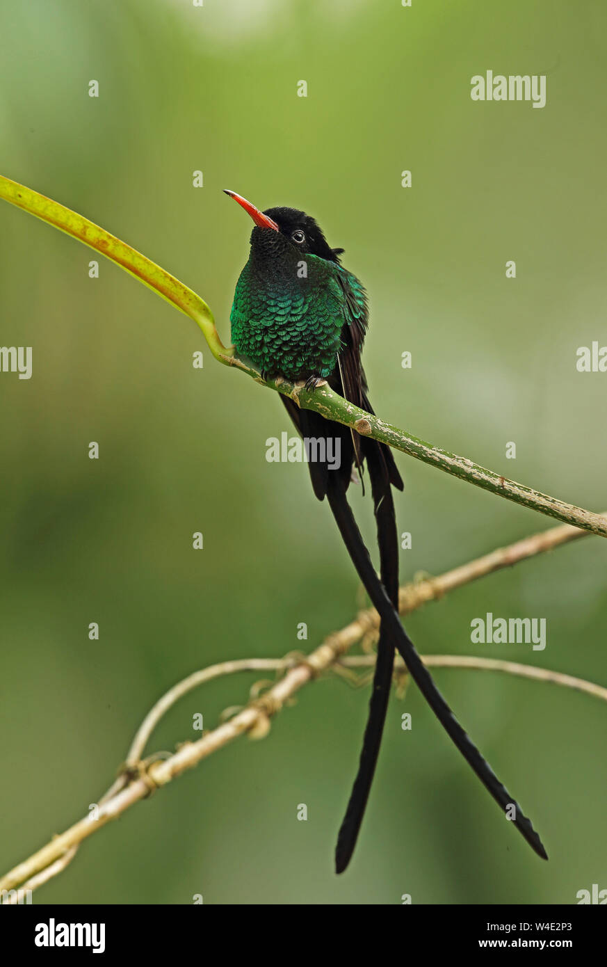 Red-billed Streamertail (Trochilus polytmus) mâle adulte, perché sur twig (nom de la Jamaïque de « docteur Bird') Marshall's Pen, la Jamaïque Décembre Banque D'Images