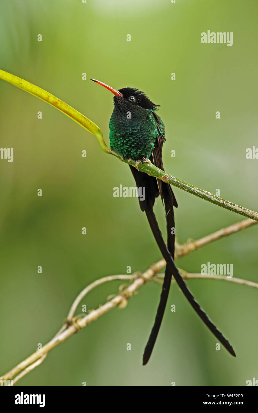 Red-billed Streamertail (Trochilus polytmus) mâle adulte, perché sur twig (nom de la Jamaïque de « docteur Bird') Marshall's Pen, la Jamaïque Décembre Banque D'Images