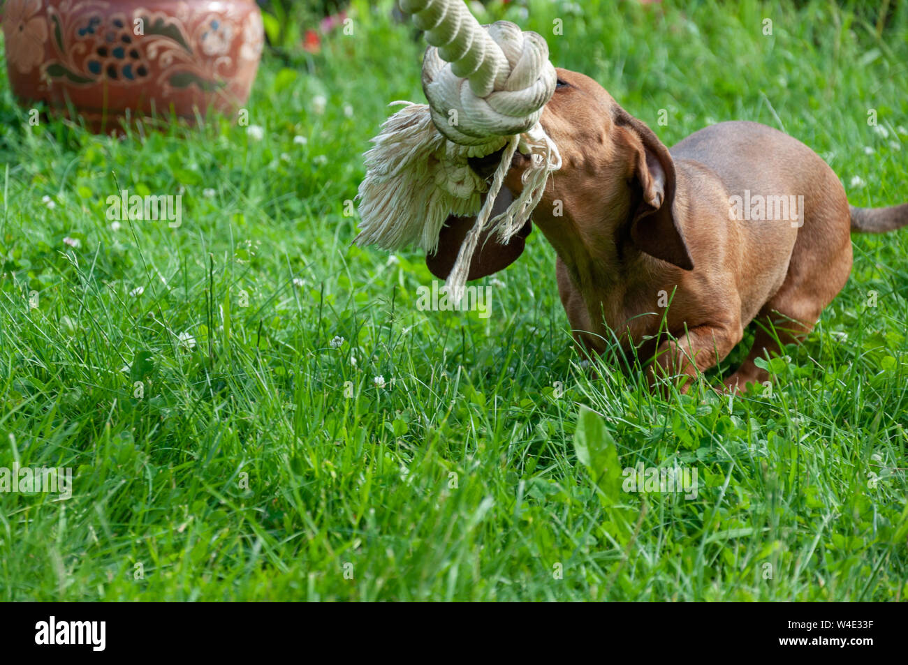 Chien joue avec une corde sur l'herbe dans le jardin Banque D'Images