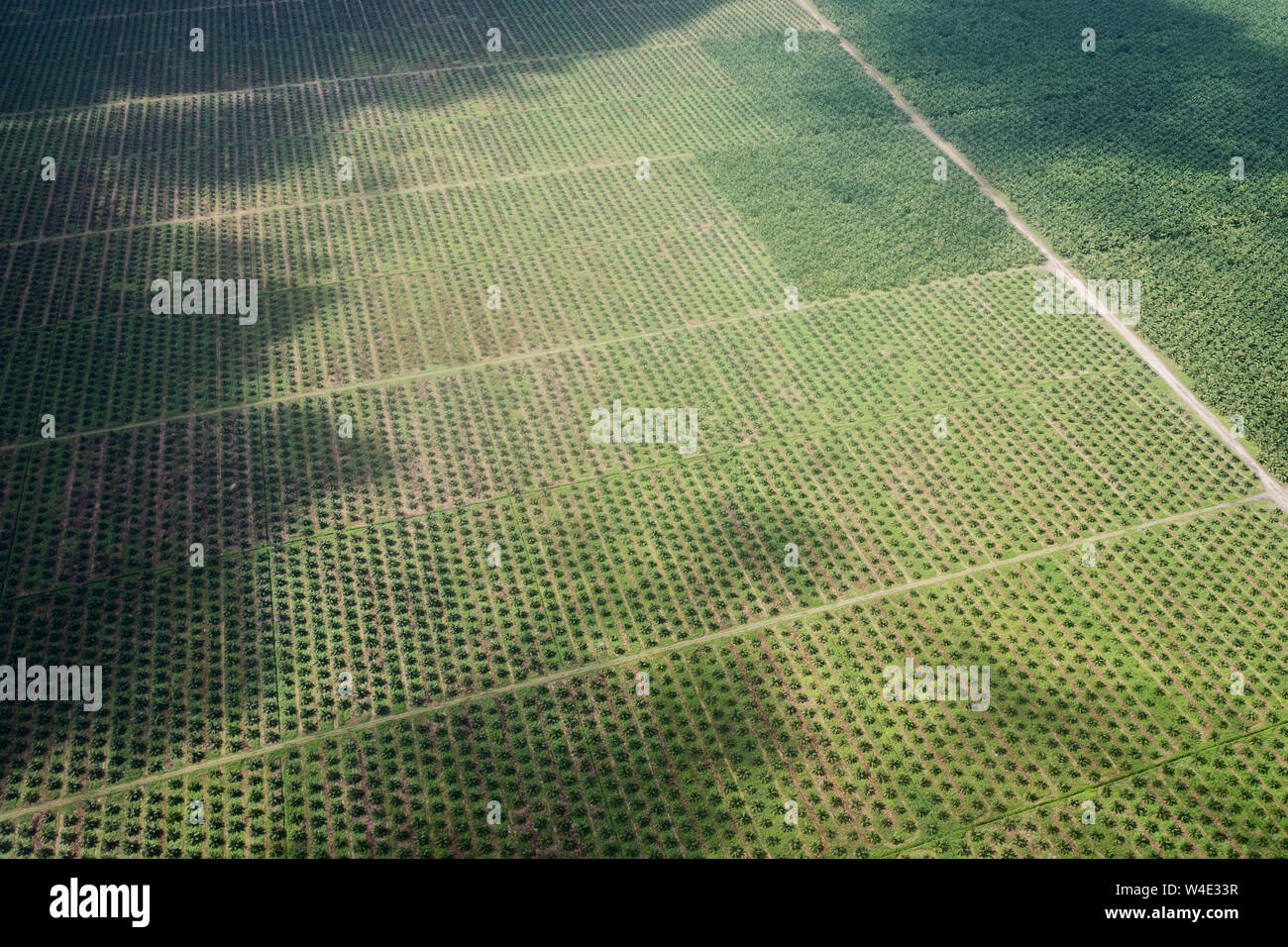 Une grande plantation de palmier à huile créé à partir de l'abattage des forêts tropicales au sud de Honiara sur Guadalcanal, dans les Îles Salomon, Pacifique Sud Banque D'Images