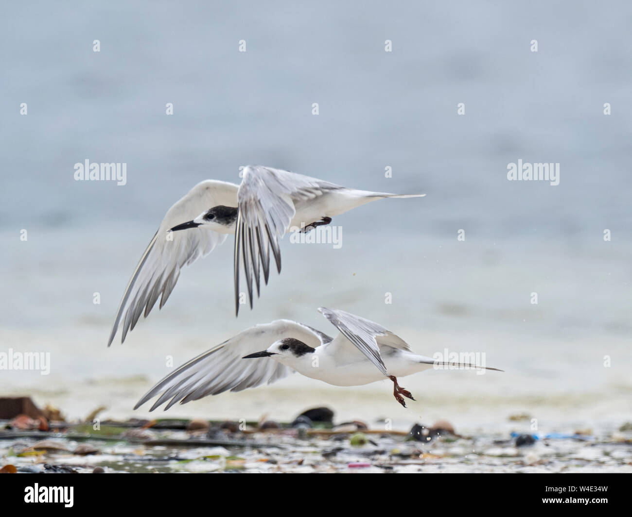 La Sterne pierregarin Sterna hirundo longipennis en plumage nuptial non Vella Lavella Province occidentale du Pacifique Sud aux Îles Salomon Banque D'Images