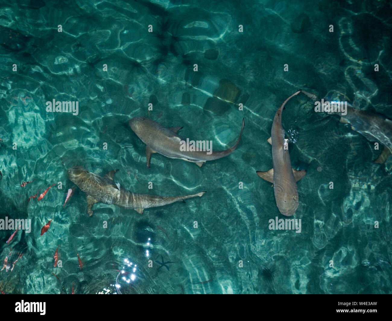 Les requins de récif à bout noir Carcharhinus melanopterus qui se rassemblent pour se nourrir la nuit Gizo Nouvelle Géorgie du Sud, Îles Salomon Groupe PacificCarcharhinus mel Banque D'Images