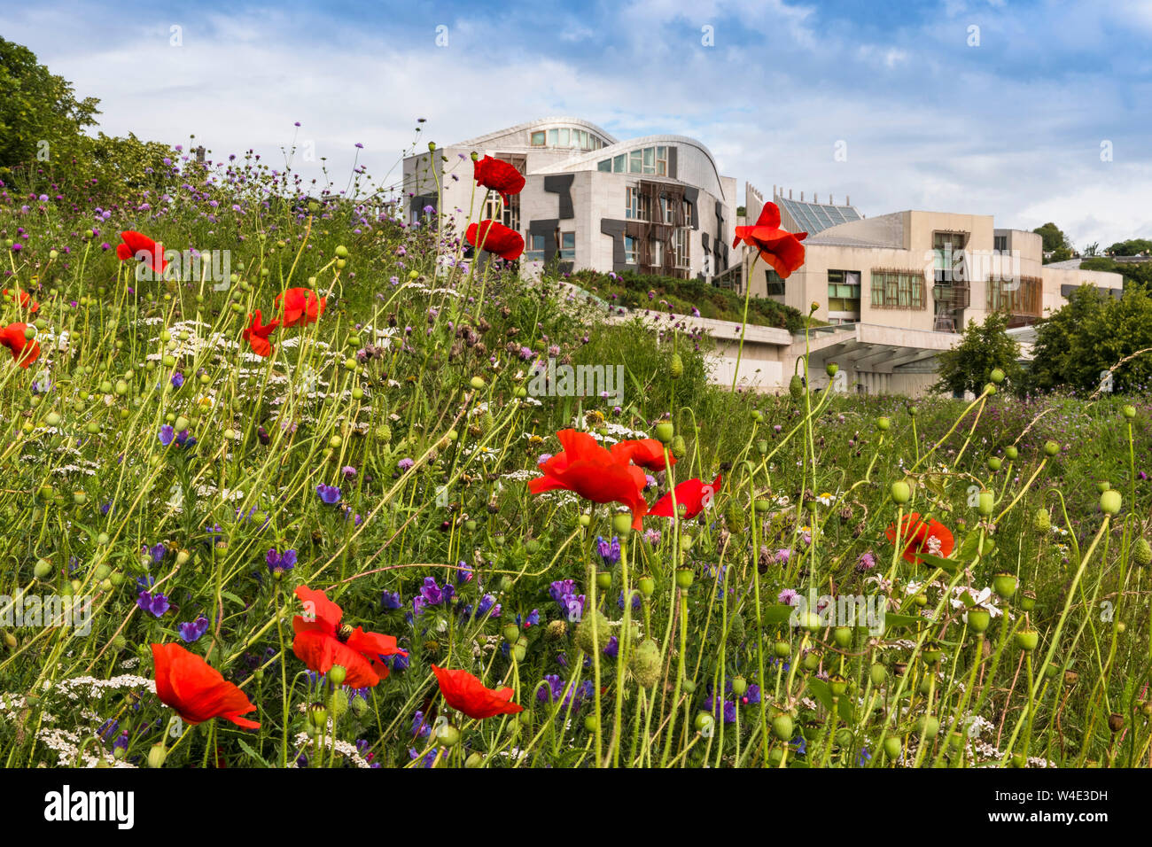 Bâtiment du Parlement écossais et wild flower meadow Banque D'Images