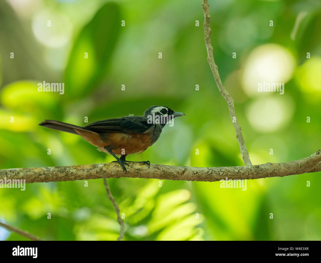 White-capped Monarch Monarcha, richardsii subadulte Kennedy, l'île de Nouvelle-géorgie Iles Salomon Groupe Pacifique Sud. Endémique de la Géorgie groupe. Banque D'Images