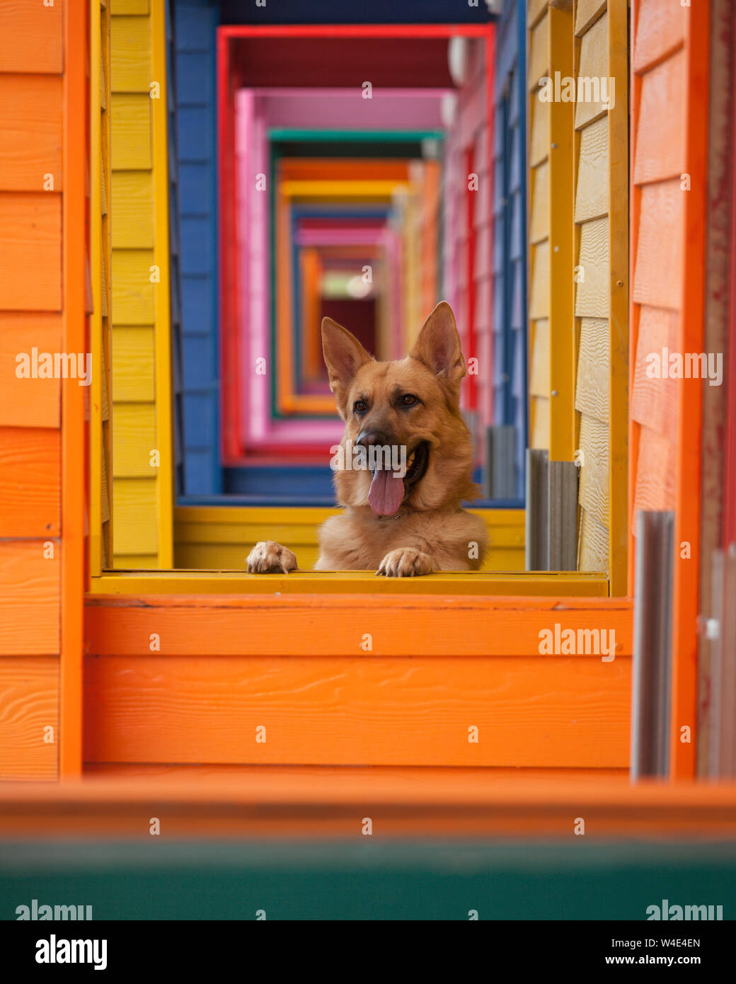 Un beau chien allemand Shepard se lève contre un fond coloré Banque D'Images