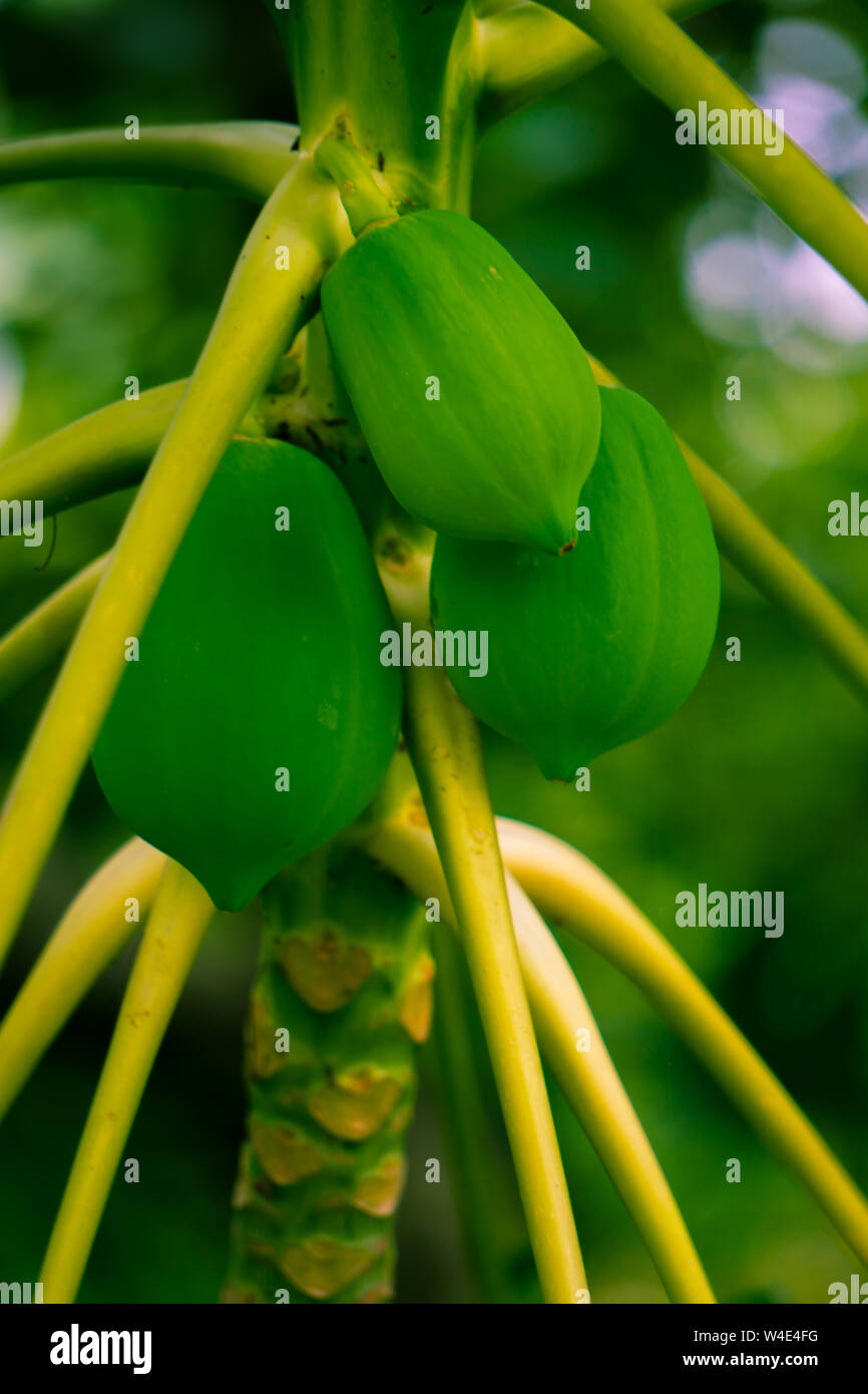 Pepe ou Carica papaya L. Nettoyer Banque D'Images