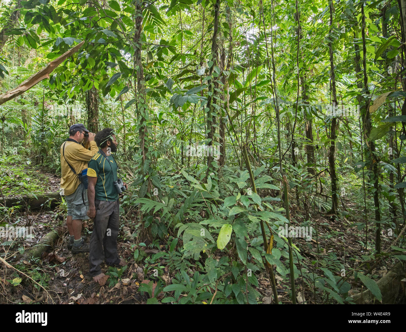 Auteur Mark Cocker avec guide local Joseph birding dans les forêts tropicales à Nara, Makira sur Auros, Banque D'Images