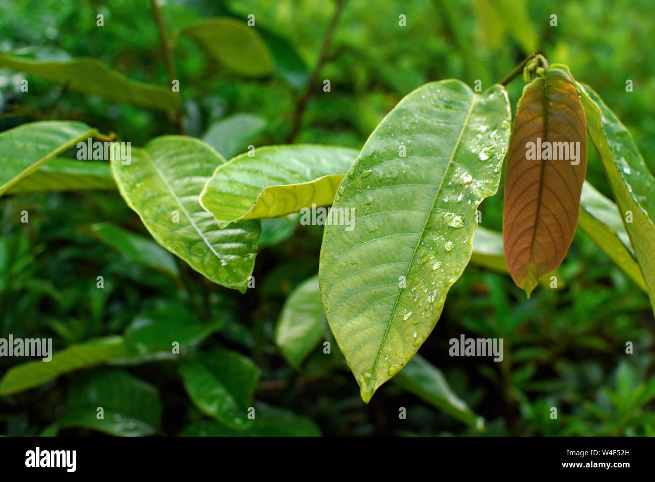 Détails sur de grandes feuilles vert épais avec des gouttes de rosée du matin - African rainforest jungle illustration Banque D'Images