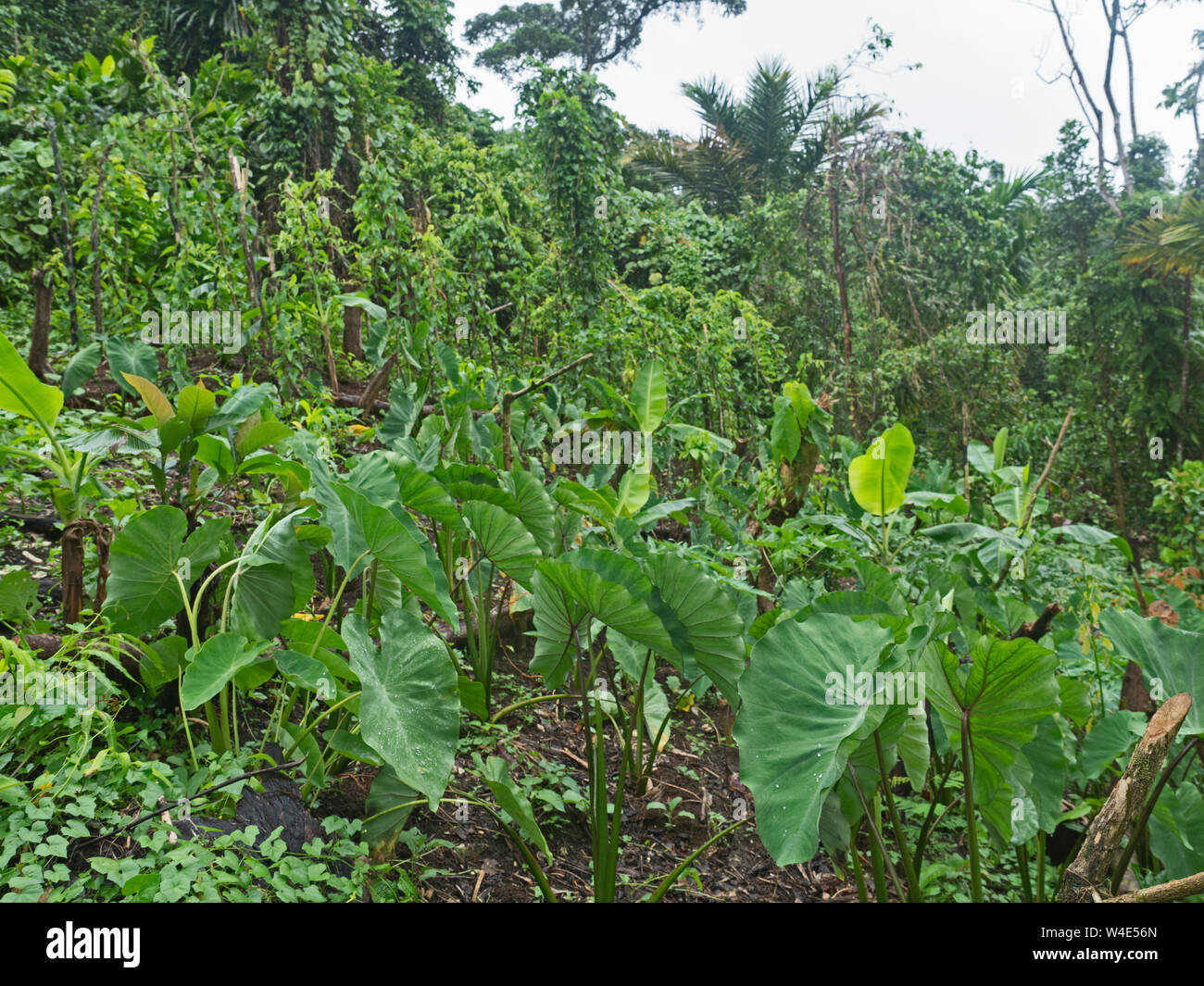 Jardin forestier où les fruits et légumes sont cultivés y compris kumara, taro, des bananes, des oignons de printemps etc Nara, l'île de Makira, Auros, Paci Banque D'Images